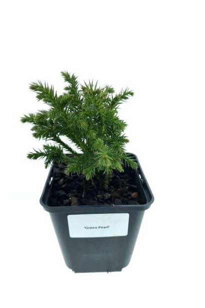 Cryptomeria japonica Green Pearl контейне п9